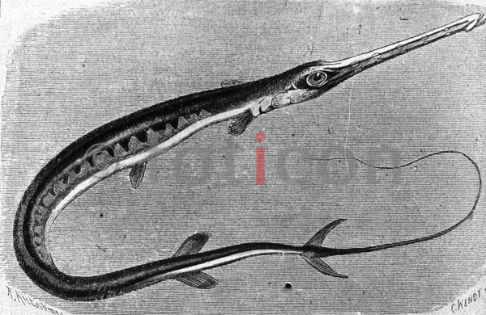 Blaupunkt-Flötenfisch | flute fish - Foto foticon-600-simon-meer-363-052-sw.jpg | foticon.de - Bilddatenbank für Motive aus Geschichte und Kultur